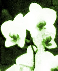 Orchidee2